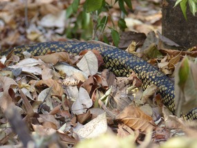 Serpiente - Un Cascobel (Rattlesnake)!