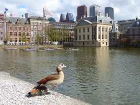 Hofvijver & Mauritshuis Museum
