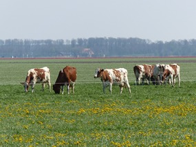 Frisian Wildlife