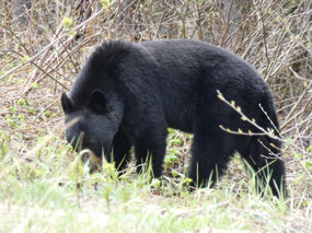 Roadside WIldlife Sighting