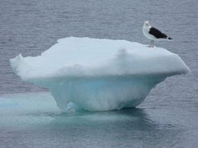 Icebergs Make GOod Perches