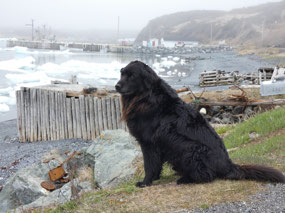 True Newfoundland