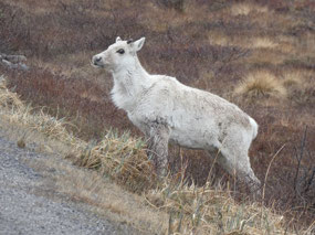 Caribou