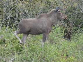 Morning Moose on Burin Peninsula