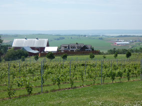 Luckeyy Winery