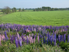 Lupines