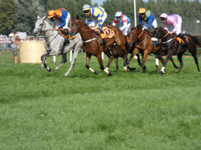 Grand Flanders Steeplechase Race