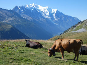 Cows with a View