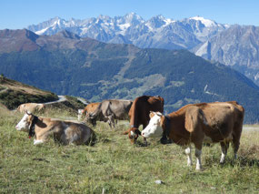Cows with a View at Verbier