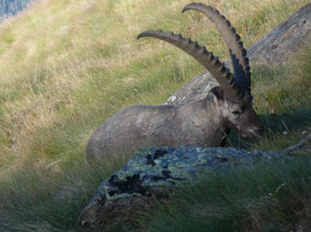Alpine Ibex