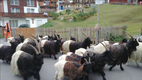Zermatt Traffic Jam