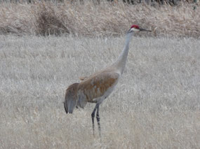 Sandhill Crane