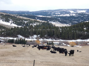 Bracket Creek Valley