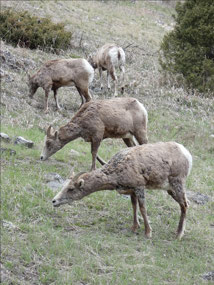 Bighorn SHeep (Ewes)