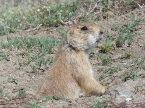 Greycliff Prairie Dog Town