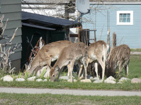 Red Lodge Urban Wildlife