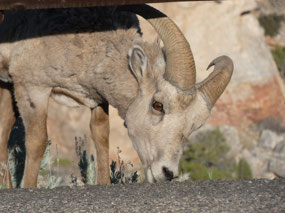 Bighorn Sheep