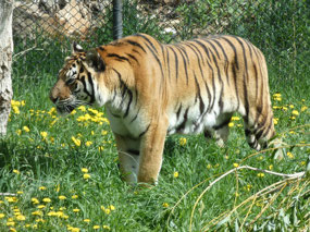 Amur (Siberian) Tiger