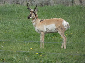 Pronghorn