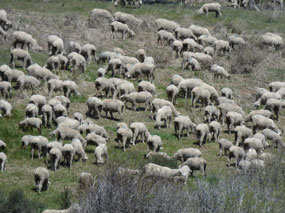 Blessed are the Sheep