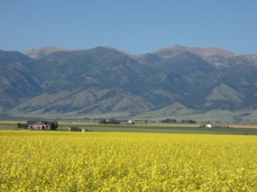 Canola Fields