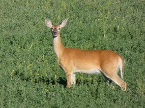 White Tail or Muley?