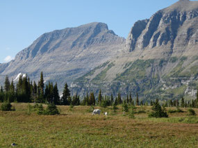 Garden Wall with Mountain Goats