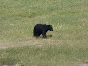 Black Bear