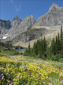 Wildflowers Below the Cirque
