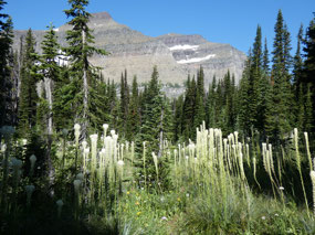 Bear Grass