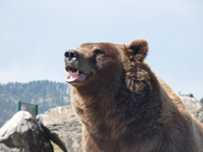 Montana Grizzly Encounter