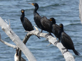 Double Crested Cormorants