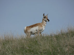 Pronghorn, Rosebud Battlefield