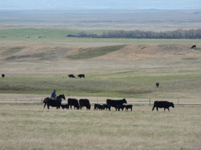 Cowboy Country
