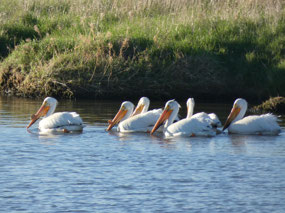American White Pelicans