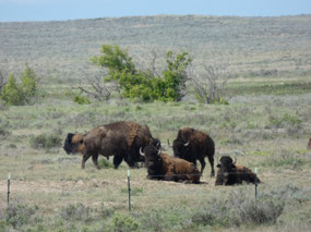 Bison, American Prairie Reserve