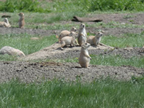 Prairie Dogs, American Prarie Reserve