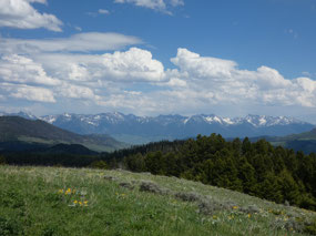 Absaroka Range from Chestnut Mountain