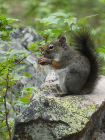 Forest Varmint