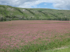 Alfalfa Fields in Bloom