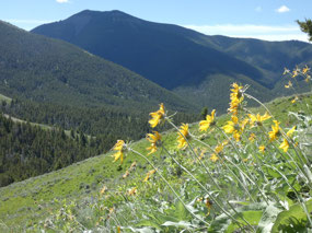 Highwood Mountains