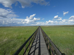 Boardwalk over March, Benton Lake NWR