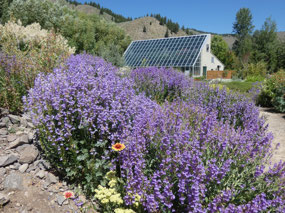 Penstemon, Sawtooth Botanical Garden