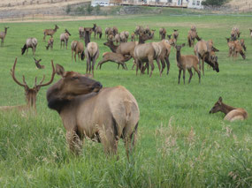 Elk, near Gardiner, MT