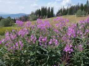 Fireweed