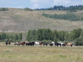 Ranch near Moran Junction