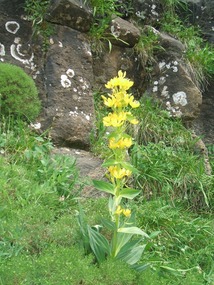 Ordesa