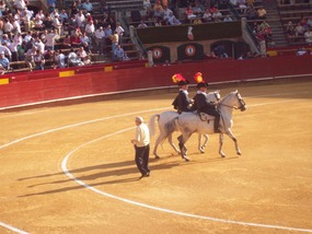 Bull FIght