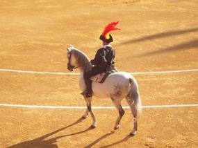 Bull FIght