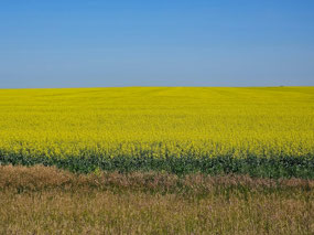 Canola Fields, near Swift Current
